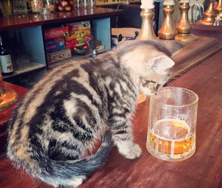 pub-gatos-inglaterra2