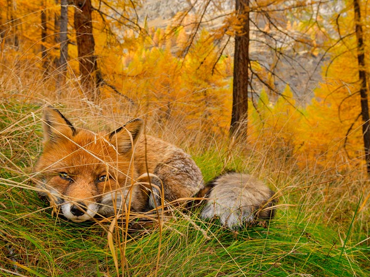 “Fox Found”, por Stefano Unterthiner
