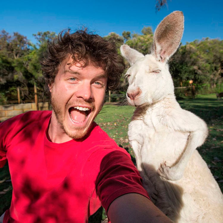 funny-animal-selfies-allan-dixon-11