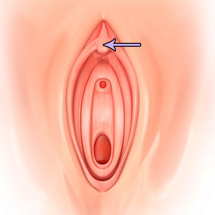 clitoris-localizacao