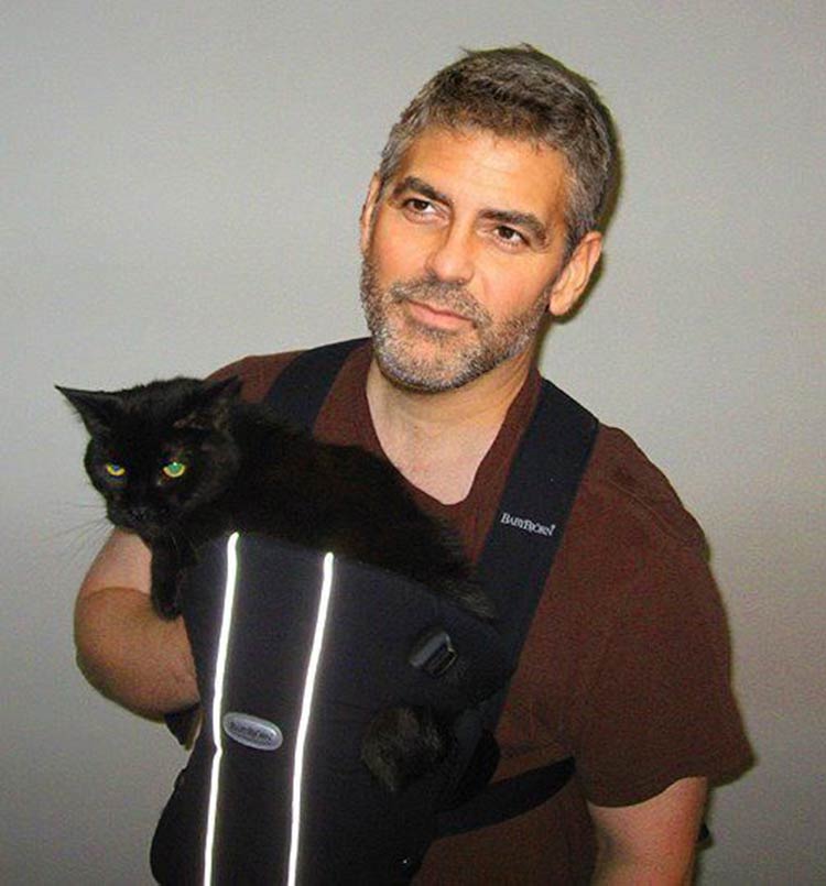 George-Clooney-cat
