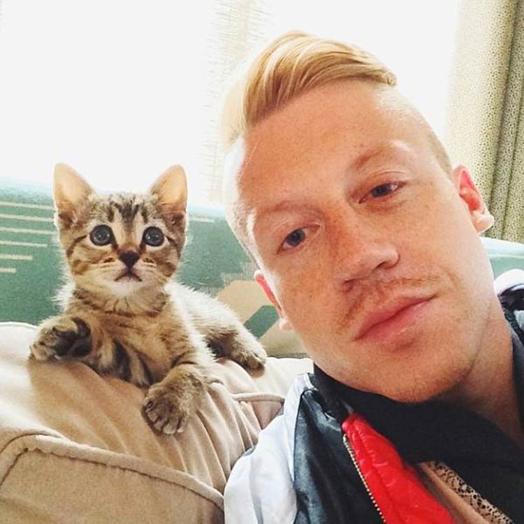 Macklemore-cat