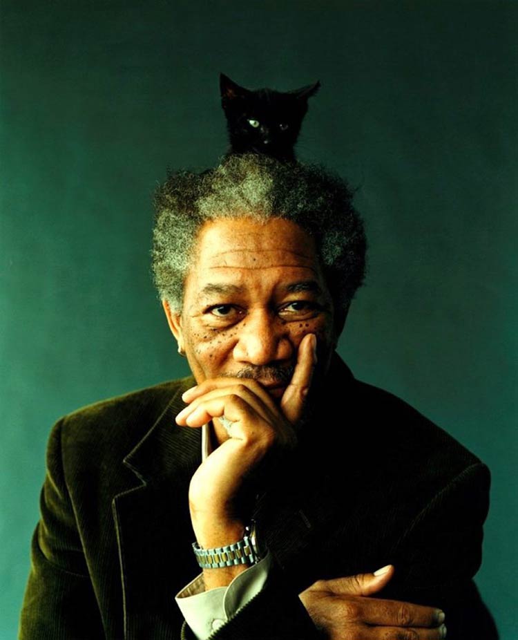 Morgan-Freeman-cat